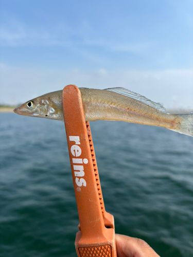 シロギスの釣果