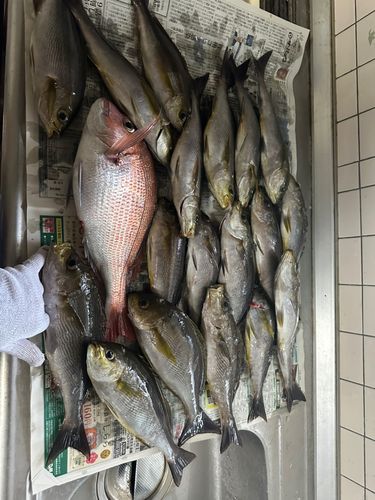 イサキの釣果