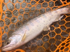 ヤマメの釣果