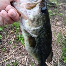 ラージマウスバス