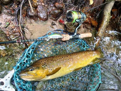 ブラウントラウトの釣果
