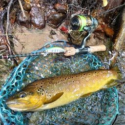 ブラウントラウト