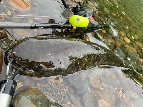 ナマズの釣果