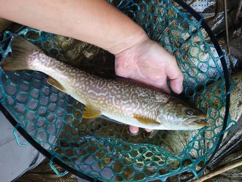 カワサバの釣果