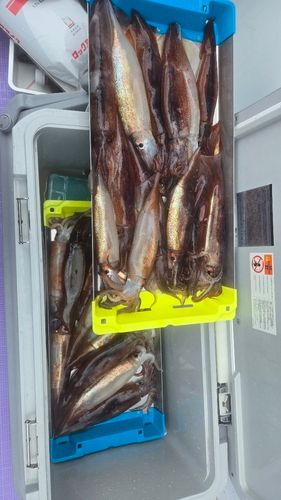 スルメイカの釣果