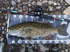 スモールマウスバスの釣果