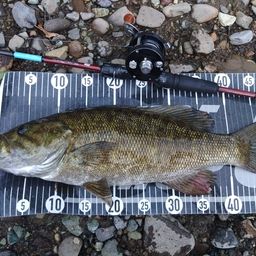 スモールマウスバス