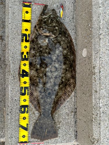 ヒラメの釣果