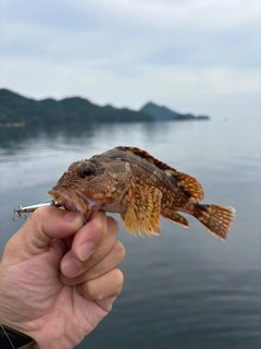 アコウの釣果