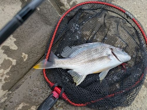 キビレの釣果