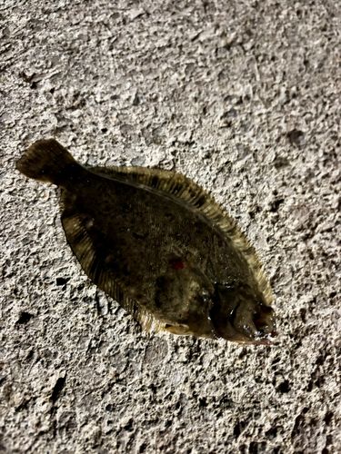 クロガレイの釣果