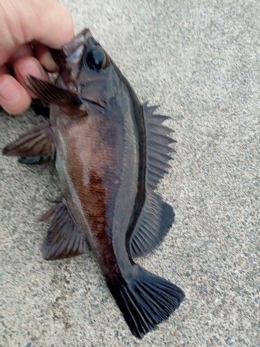 メバルの釣果