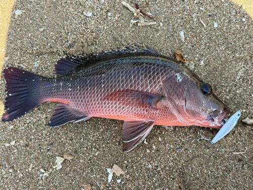 バラフエダイの釣果