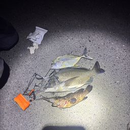 チャイロマルハタ