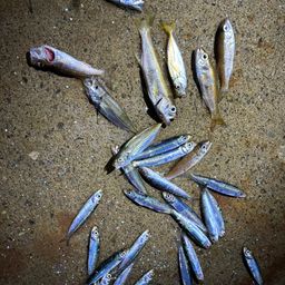 ウルメイワシ