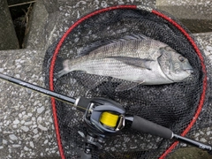 クロダイの釣果