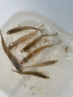 シロギスの釣果