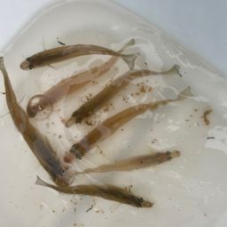 シロギス