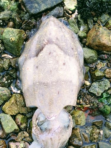 モンゴウイカの釣果