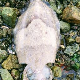 モンゴウイカ