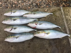フクラギの釣果