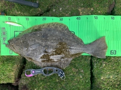 ヒラメの釣果