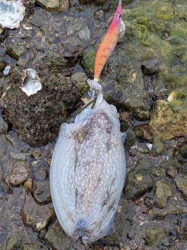 シリヤケイカの釣果