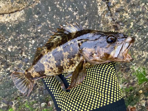 タケノコメバルの釣果