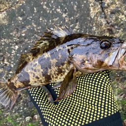 タケノコメバル