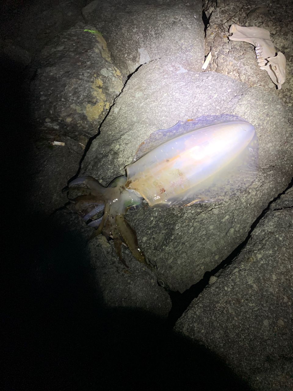 アオリイカ