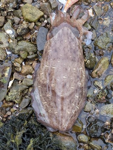 モンゴウイカの釣果