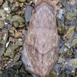 モンゴウイカ