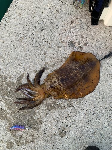 アオリイカの釣果