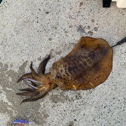 アオリイカ