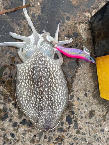 コウイカの釣果