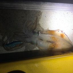 アオリイカ