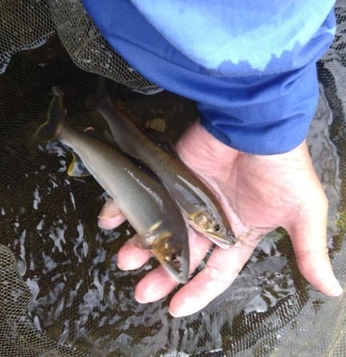 アユの釣果