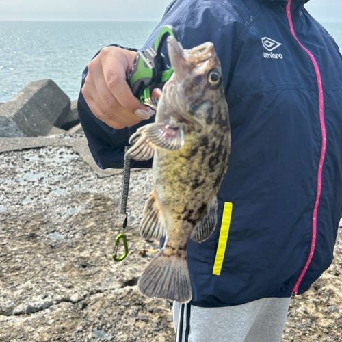 クロソイの釣果