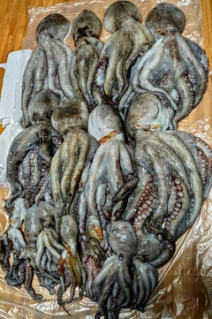 タコの釣果
