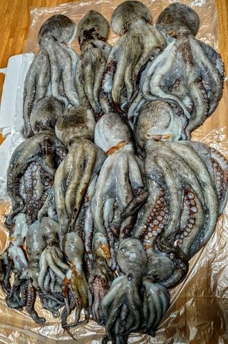タコの釣果