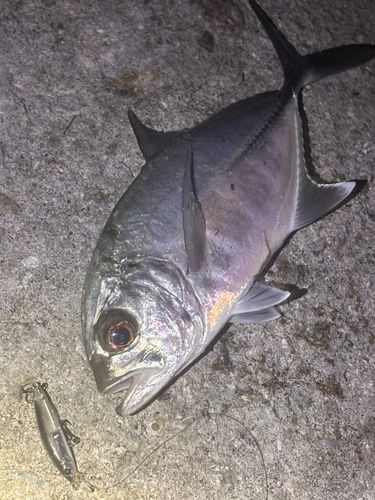 ギンガメアジの釣果