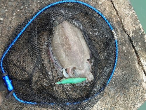 モンゴウイカの釣果