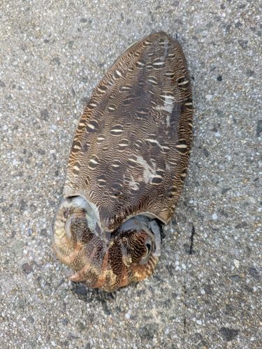 コウイカの釣果
