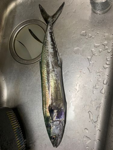 サゴシの釣果