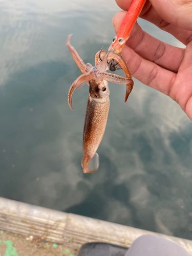 イカの釣果