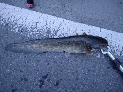 ナマズの釣果