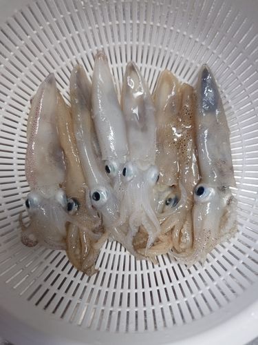 マメイカの釣果