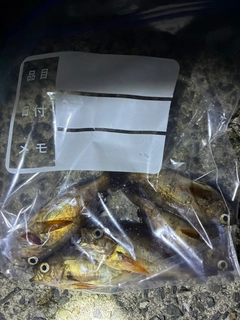 メバルの釣果