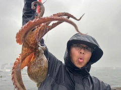 マダコの釣果
