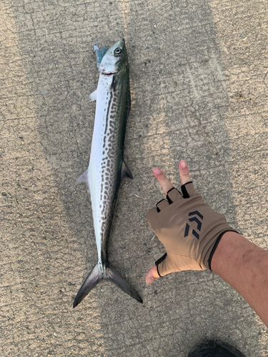 サゴシの釣果